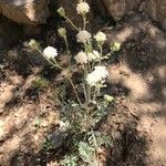 Chaenactis stevioides Plante entière