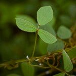 Calopogonium mucunoides Leaf