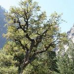 Quercus chrysolepis Habit