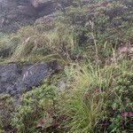 Tenaxia cumminsii Hábito