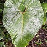 Anthurium obtusilobum Leaf