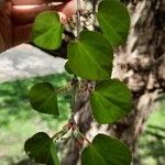 Cercidiphyllum japonicum Leaf