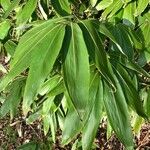 Curculigo capitulata Leaf