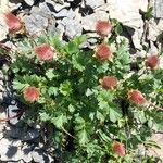 Geum reptans Habit