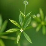 Galium aparine Φύλλο