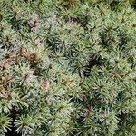 Picea glauca Blatt