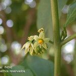 Solanum nudum Flower