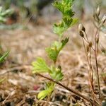 Alchemilla australis Habit