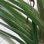 Cordyline stricta Blad