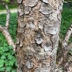 Pinus sylvestris Rinde