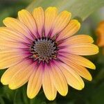 Dimorphotheca sinuata 花