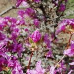 Rhododendron wadanum Inny