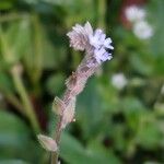 Myosotis minutiflora Fula