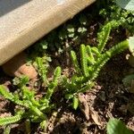 Crassula muscosa Leaf