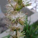 Orthopappus angustifolius Fruit