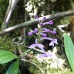 Arnottia mauritiana Flower