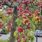 Malus baccata Frukt