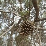 Pinus halepensis Fruit