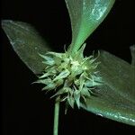 Pleurothallis ruscifolia Kvet
