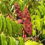 Rhus typhina Fruit