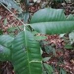 Picralima nitida Hoja