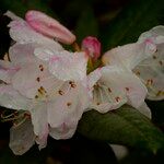 Rhododendron adenogynum Flower