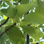 Prunus sargentii Leaf