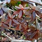 Rhododendron lapponicum পাতা