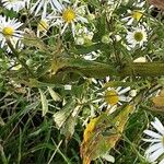 Boltonia asteroides Cortiza