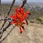 Fouquieria splendens Flower
