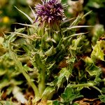 Silybum eburneum Flower