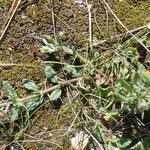 Helianthemum salicifolium Likasa