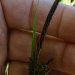 Carex tomentosa Frukt