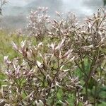 Adenostyles alpina Λουλούδι