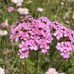 Achillea distans Flower