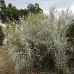 Retama monosperma Habit