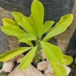 Euphorbia neriifolia Blad