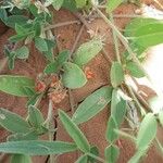 Indigofera senegalensis Cvet