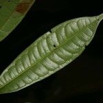 Vantanea parviflora Лист