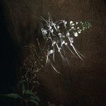 Orthosiphon aristatus Blüte