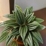 Peperomia caperata Deilen