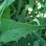 Crepis pulchra Feuille