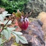 Dahlia × cultorum Cvet