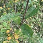 Salix auritaЛіст