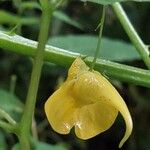 Impatiens noli-tangere Blüte