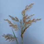 Phragmites mauritianus Flower