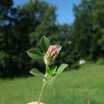 Trifolium striatum फूल