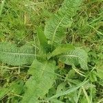 Dipsacus sativus Leaf