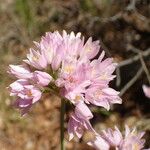 Allium roseum Fiore