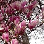 Magnolia × soulangeana Характер